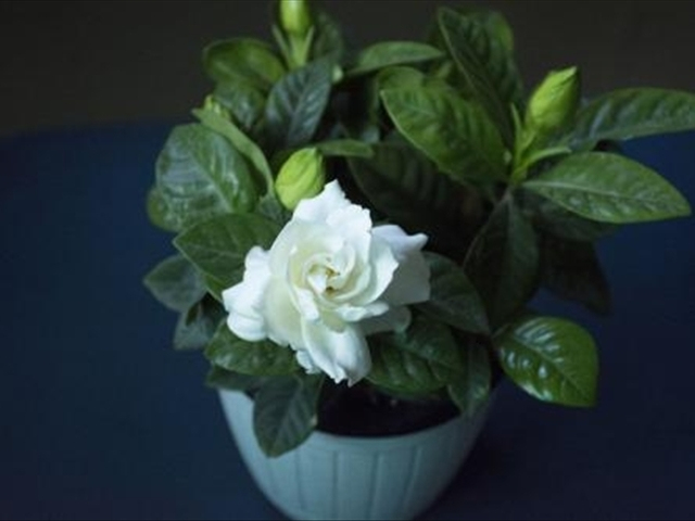 栀子花叶上的红蜘蛛怎么治,栀子花红蜘蛛用什么药能彻底消灭