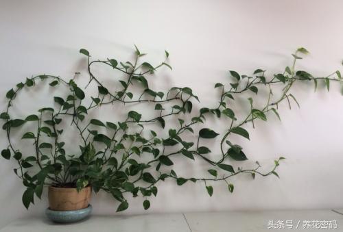 快死的绿萝这样做，救活是分分钟的事