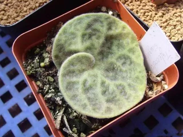 山东多肉小朋友,淄博养多肉