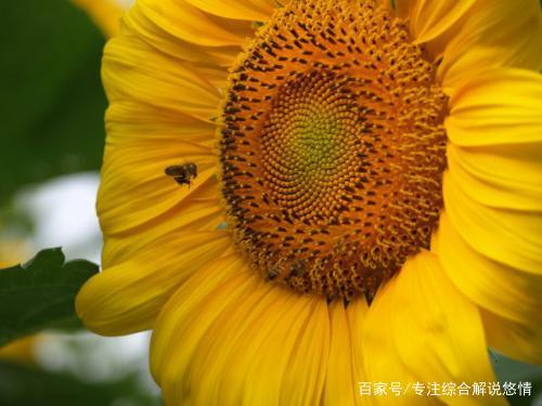 向日葵鲜花如何保鲜,向日葵鲜花怎么养护不烂根