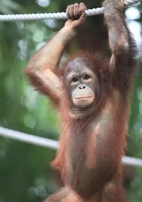 春节广州长隆旅游攻略带孩子,广州长隆动物园两日游亲子游攻略