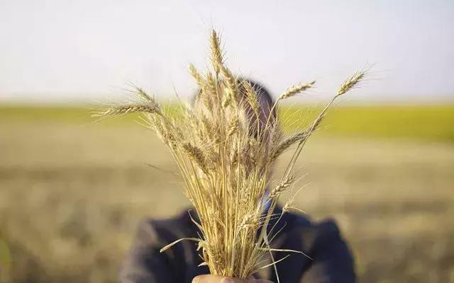 家庭农场和农业合作社,中小农业合作社贷款政策