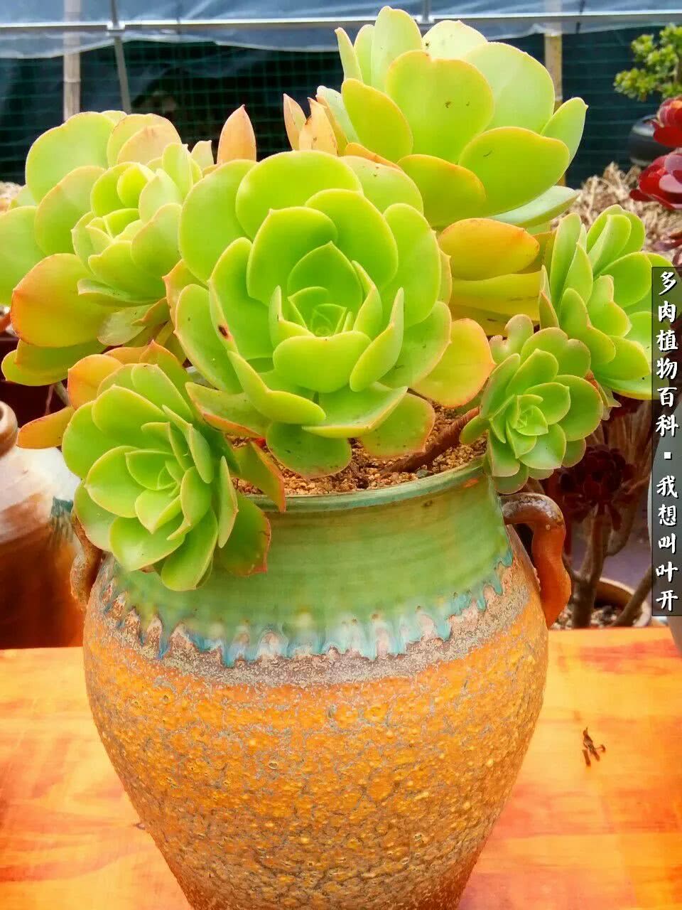 最好养的法师有哪几种,哪种法师既好看又好养