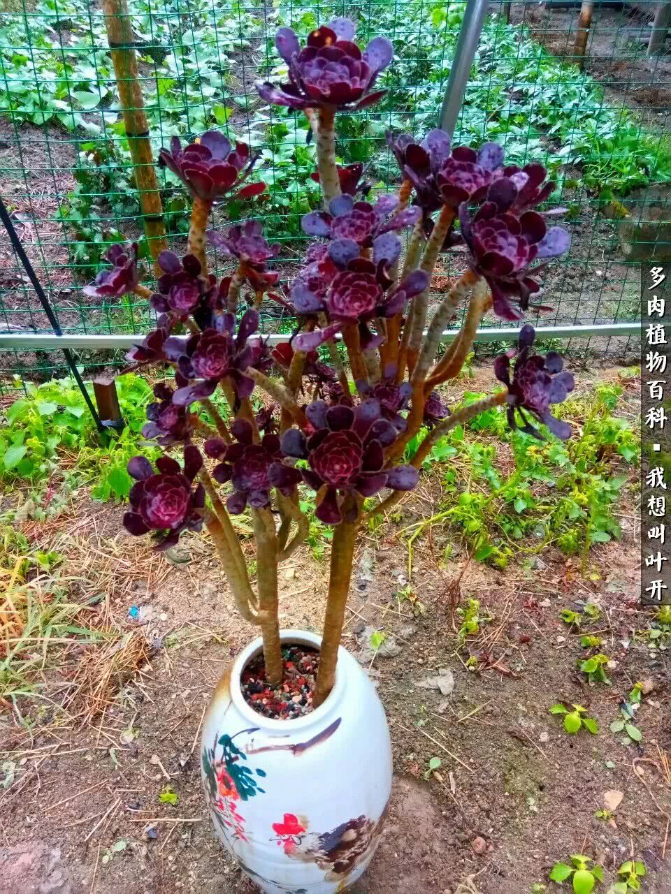 最好养的法师有哪几种,哪种法师既好看又好养