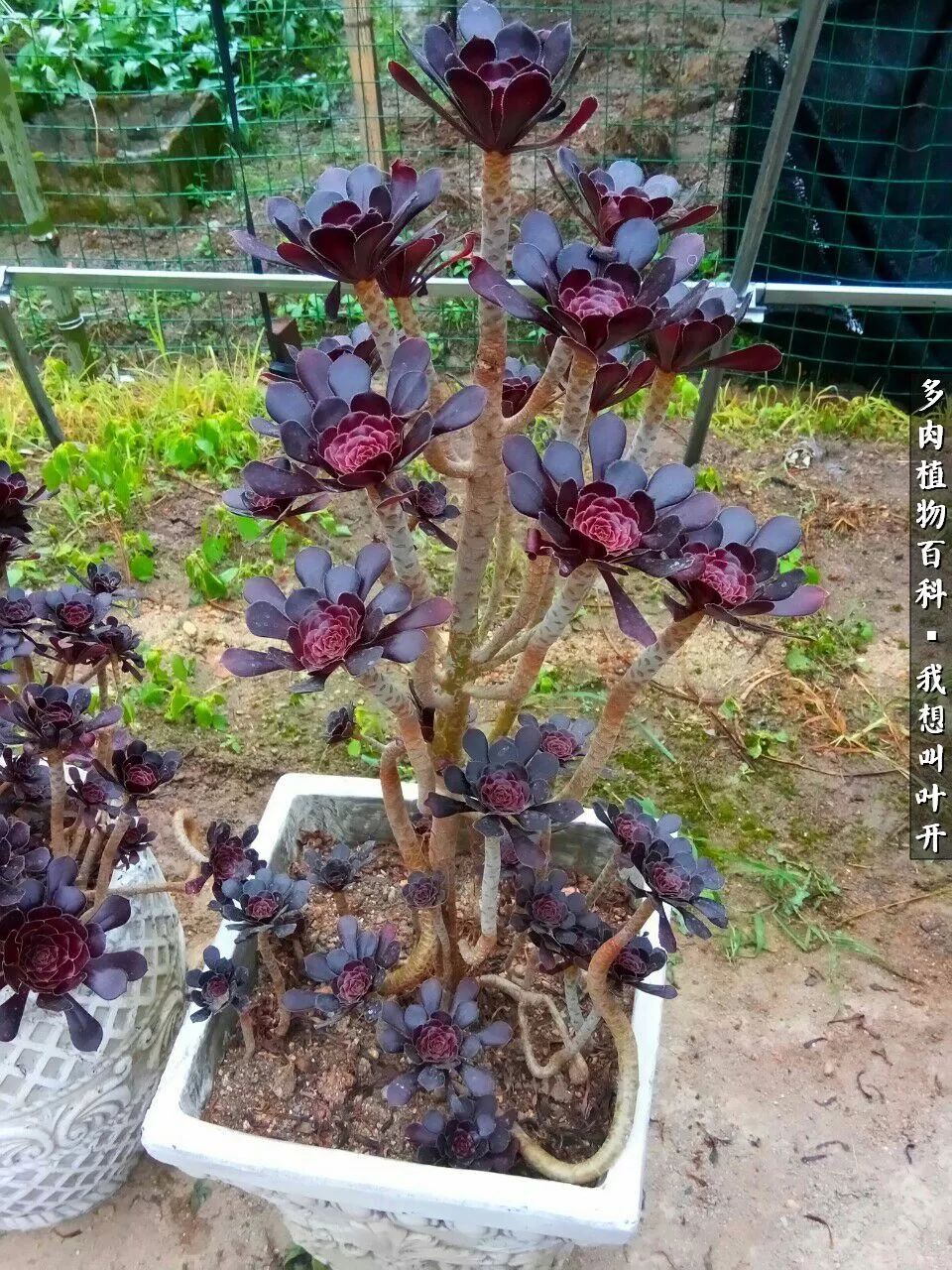 最好养的法师有哪几种,哪种法师既好看又好养