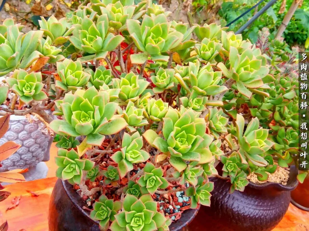 最好养的法师有哪几种,哪种法师既好看又好养