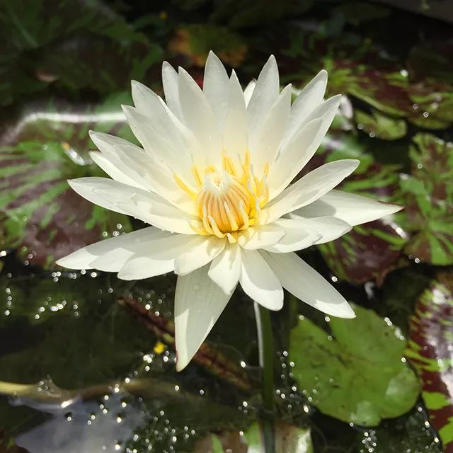 月子病调理艾灸手法怎么做,月子病不再可怕因为有艾灸