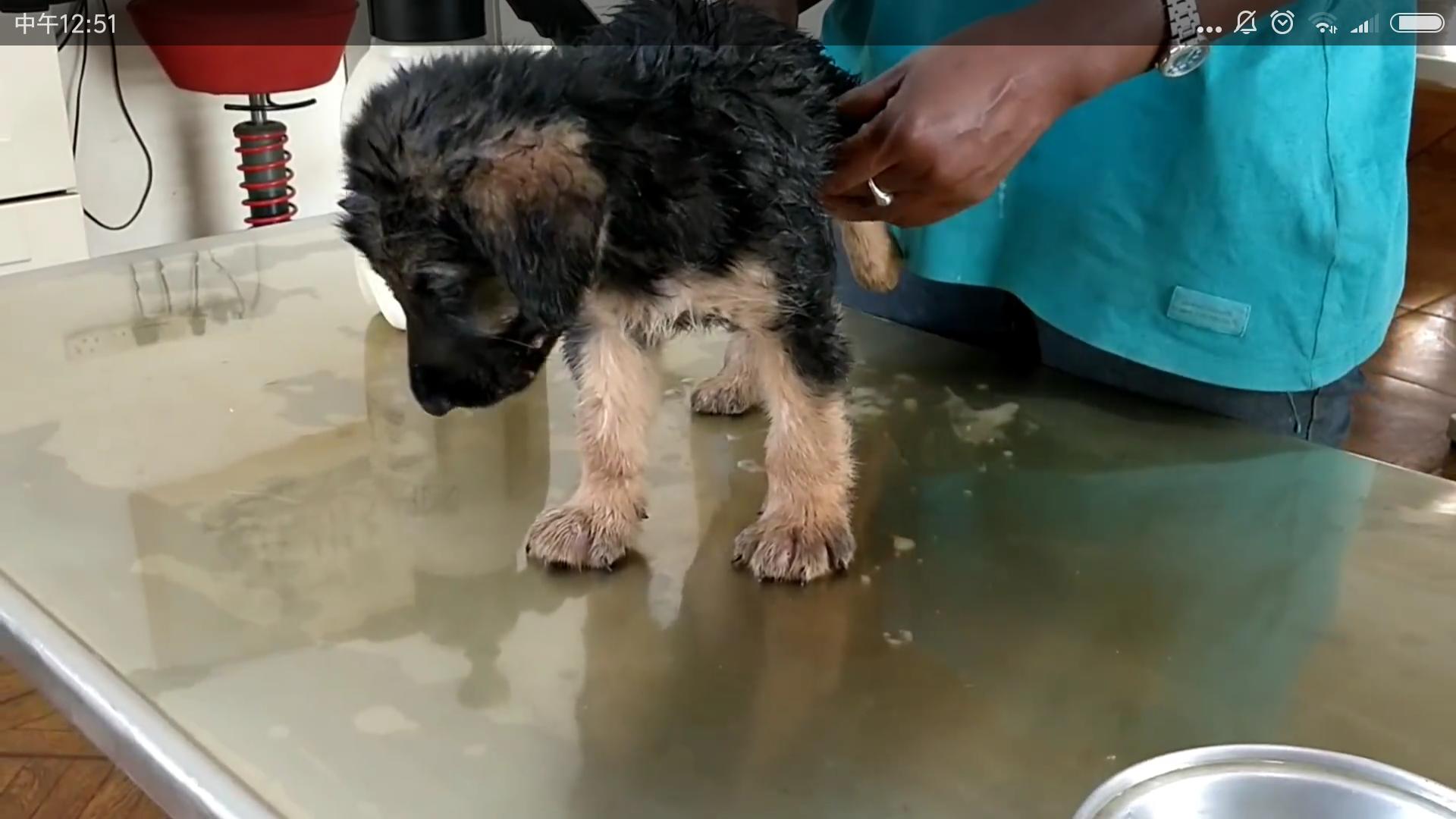 流浪狗被救眼中含泪,救助长蛆的流浪狗