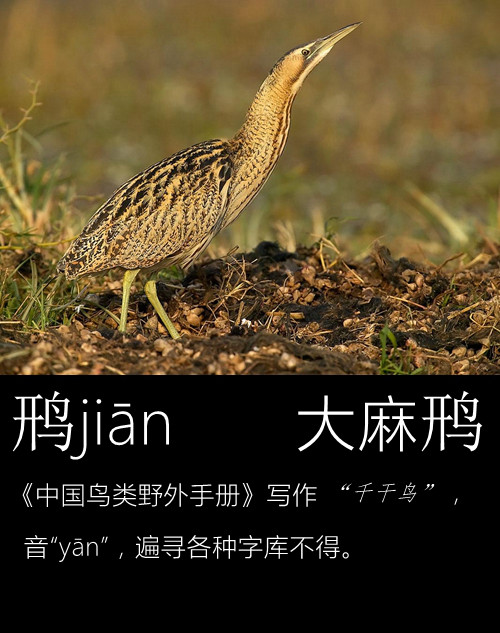 带你认识几个主播,带你认识几种常见的野菜