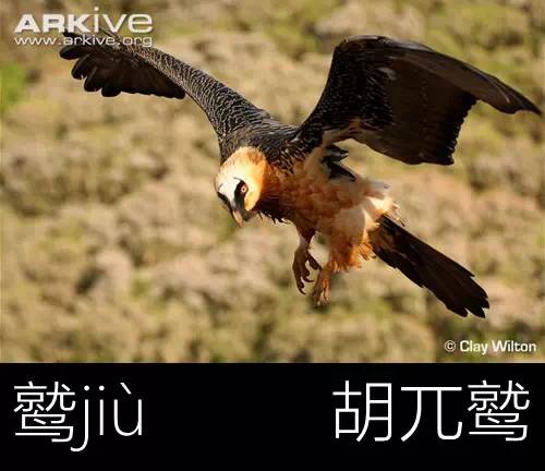 璁よ瘑楦熷瓧,楦熺殑16涓父瑙佸瓧