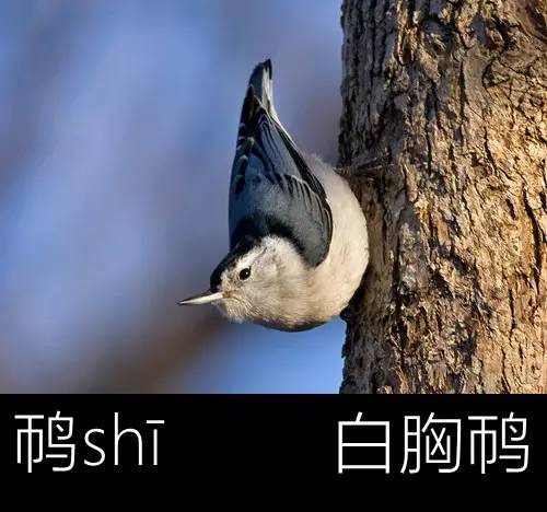 带你认识几个主播,带你认识几种常见的野菜