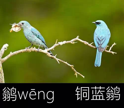 带你认识几个主播,带你认识几种常见的野菜