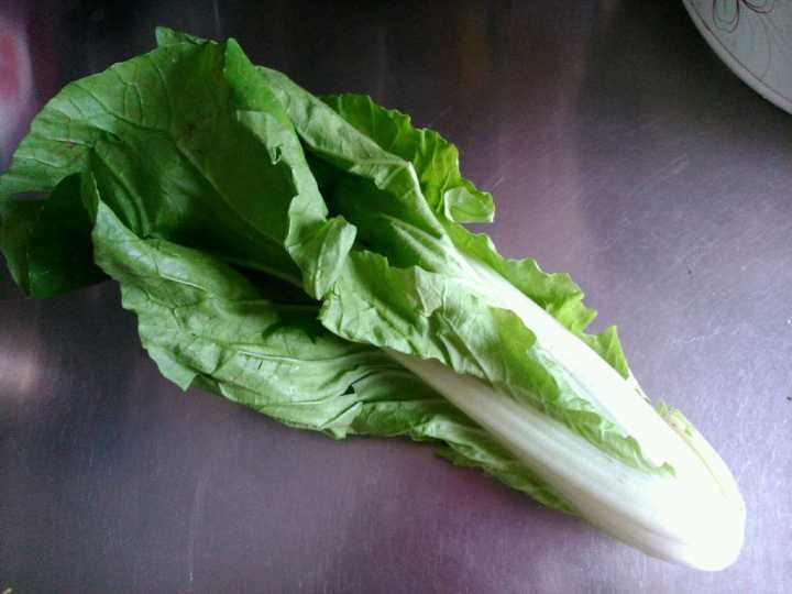 盆栽小白菜苗发黄是什么原因,种植小白菜叶子发黄怎么回事