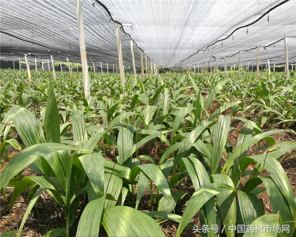 昆明中药材收购价格表,昆明市场部分中药材价翻十倍