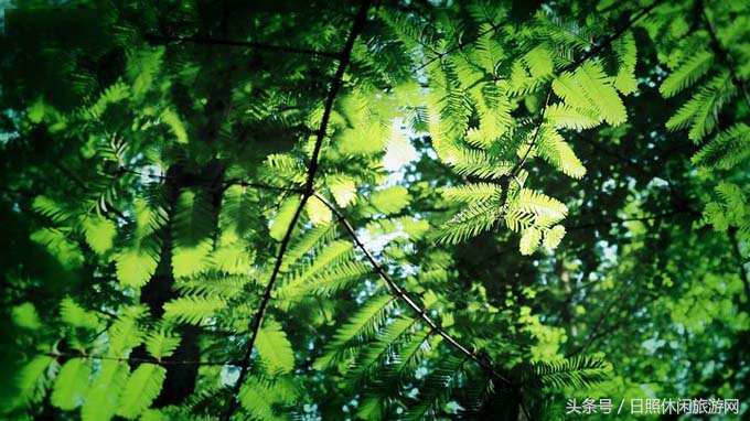 日照直播,日照房价