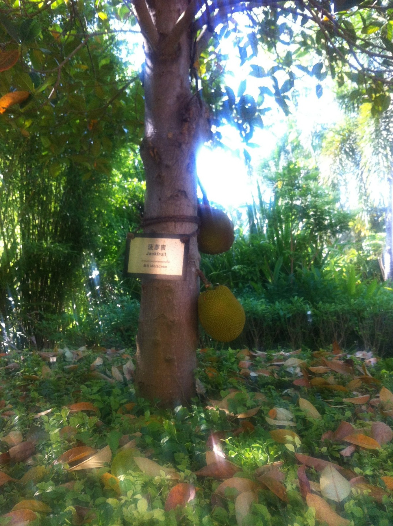 我和大海有个约会三亚看海之旅,我们与三亚的浪漫之旅