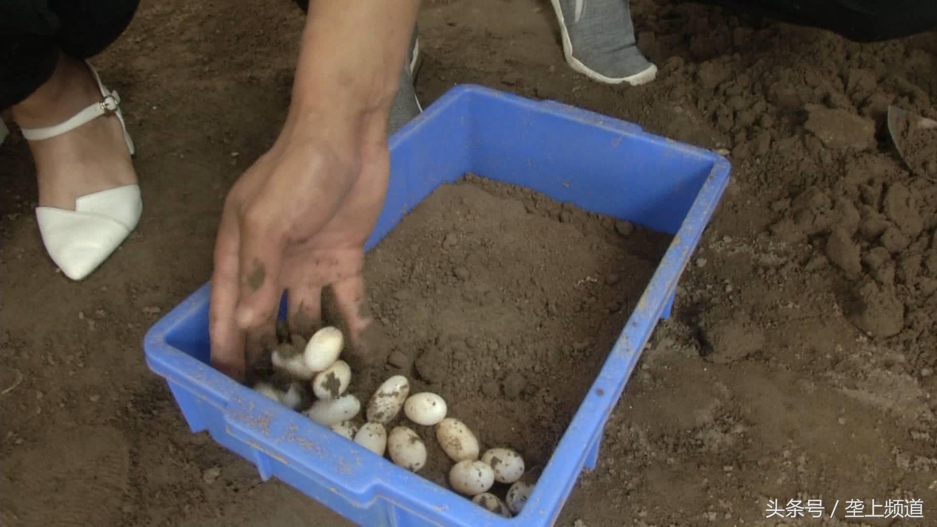 一只养了20年的老龟,一个养龟爱好者养的龟