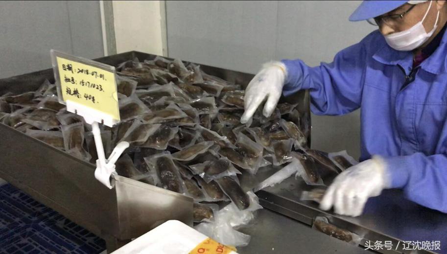大连海参的平均亩产,大连海参占全国半壁