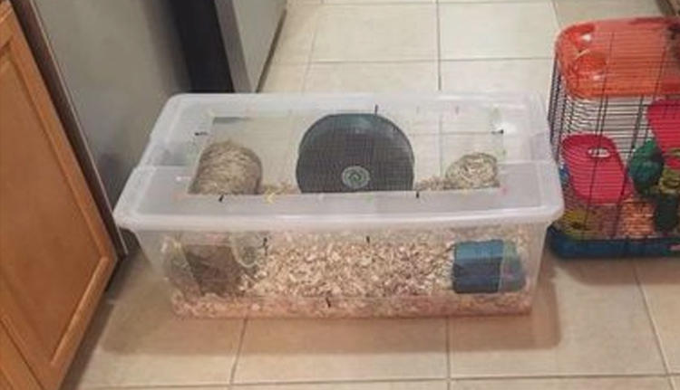 仓鼠如何饲养教程,新手养仓鼠该用什么笼子