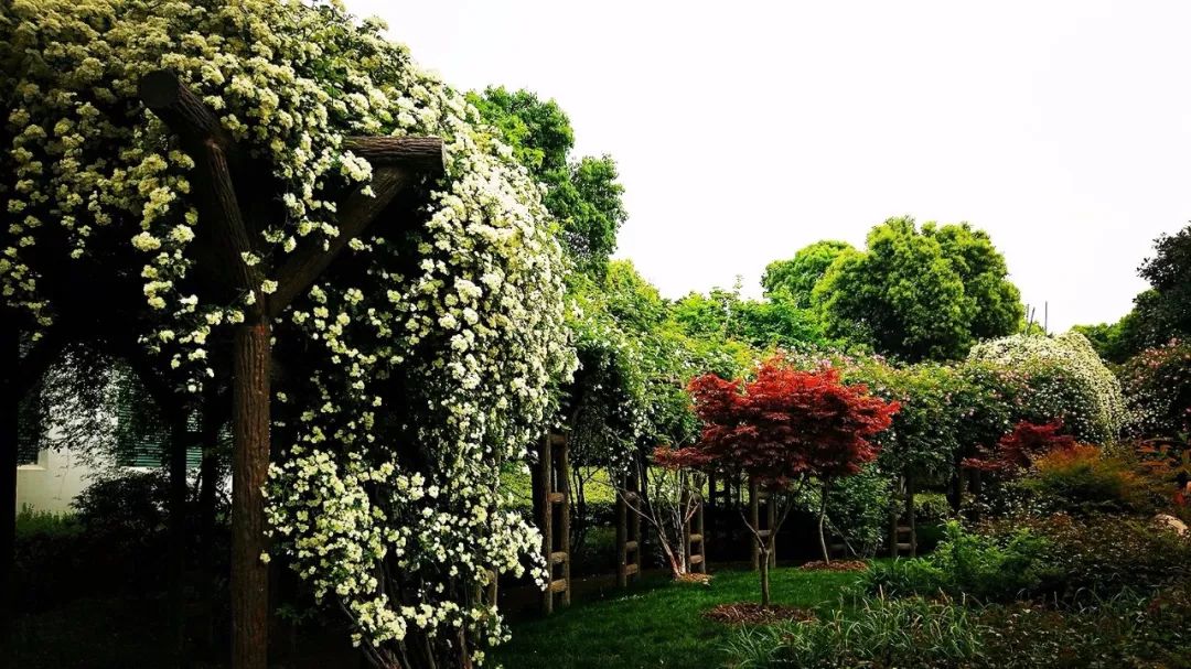 常州十大免费景点,常州所有公园都免费吗