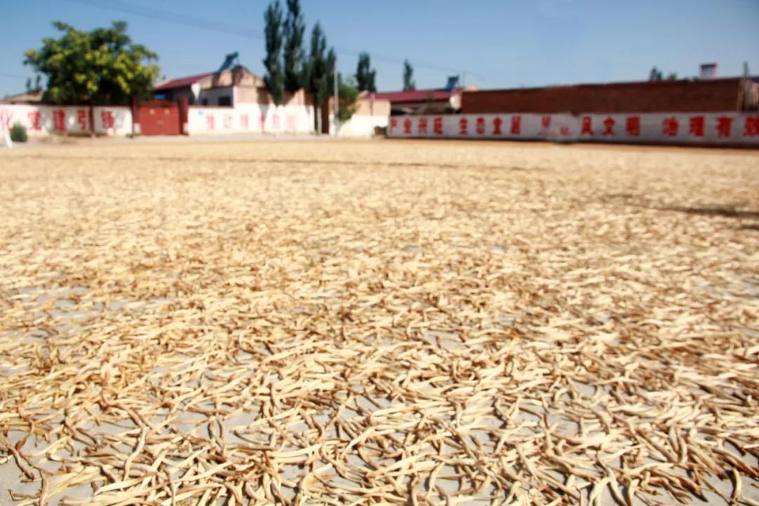 盐池花马池工业园规划,宁夏盐池县花马池镇所有村组