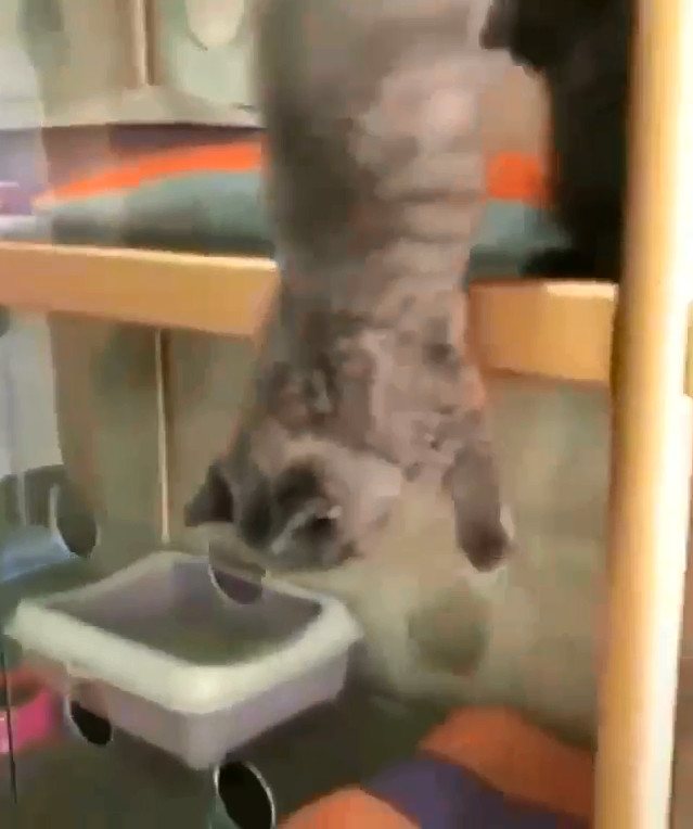 为什么说猫咪是液体动物,为什么都说猫是水做的