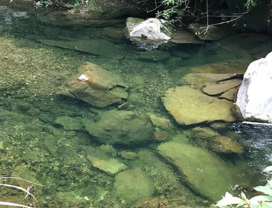 溪流钓常见的鱼,野钓常见的小鱼