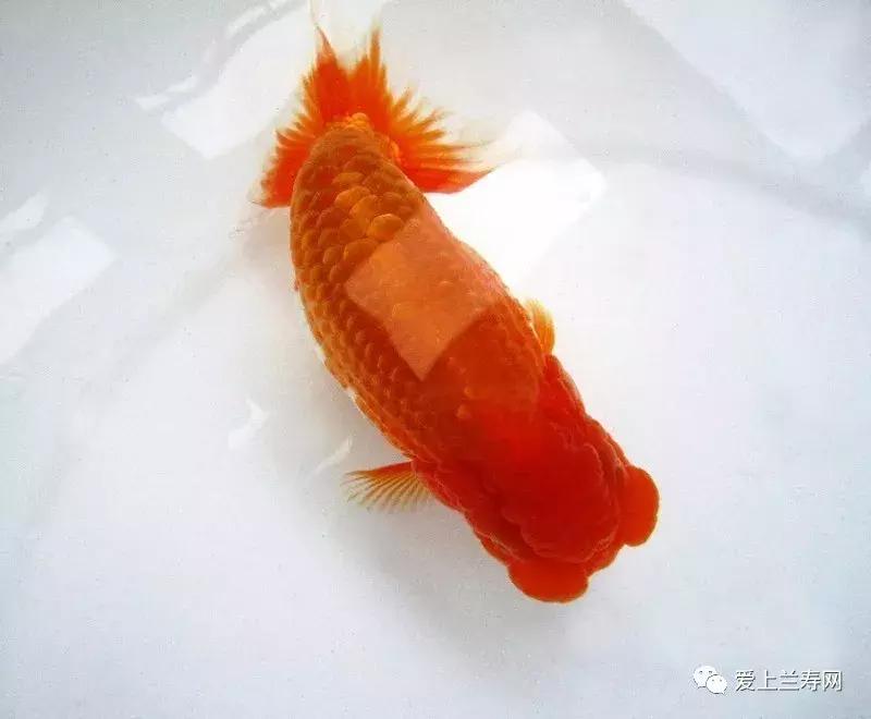 日本土佐金鱼图片大全,日本金鱼品种大全