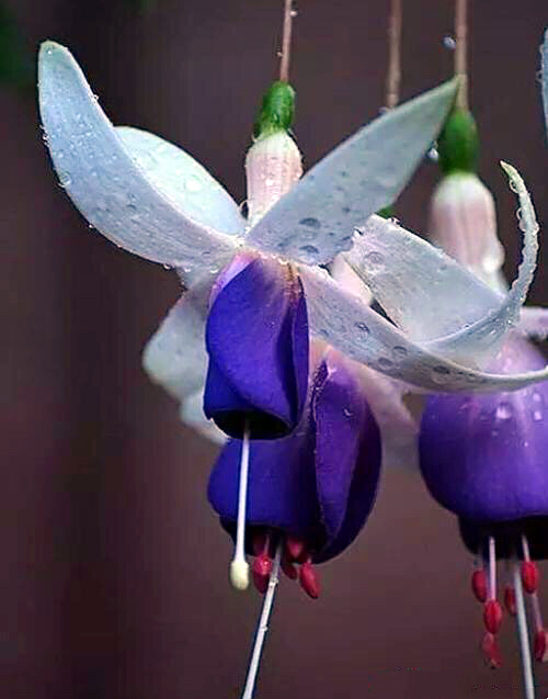 倒挂*钟金**ll彩燕翻飞欲向空，曼妙多姿醉*钟金**