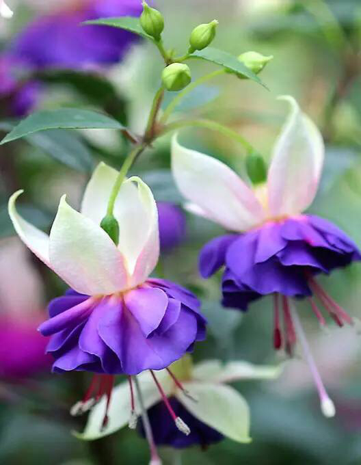 倒挂*钟金**ll彩燕翻飞欲向空，曼妙多姿醉*钟金**