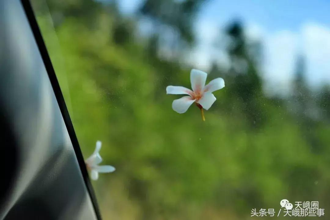 鎮﹁澶╁湴涔︽硶瑙嗛,鎮﹁澶╁敞