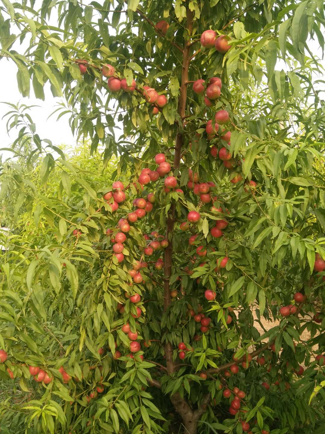 枣油桃产地优点,枣油桃产品介绍