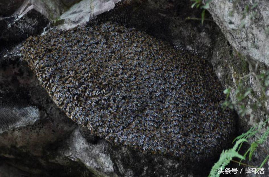 如何诱蜂一直不停的来蜂,秋天诱蜂怎样吸引侦查蜂