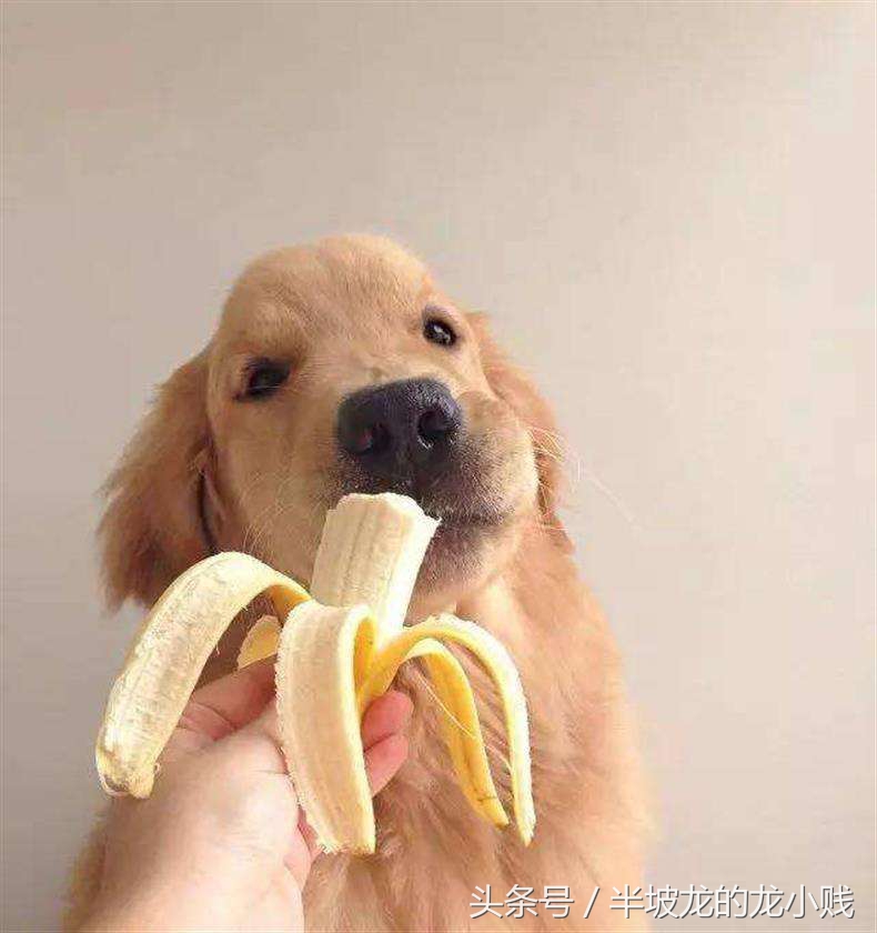 狗记千猫记万是什么意思,狗记千猫记万是什么梗