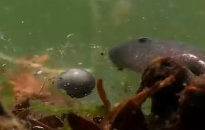 这种蛙竟然把蝌蚪背到树上养？蝌蚪们在树上能吃些什么呢？