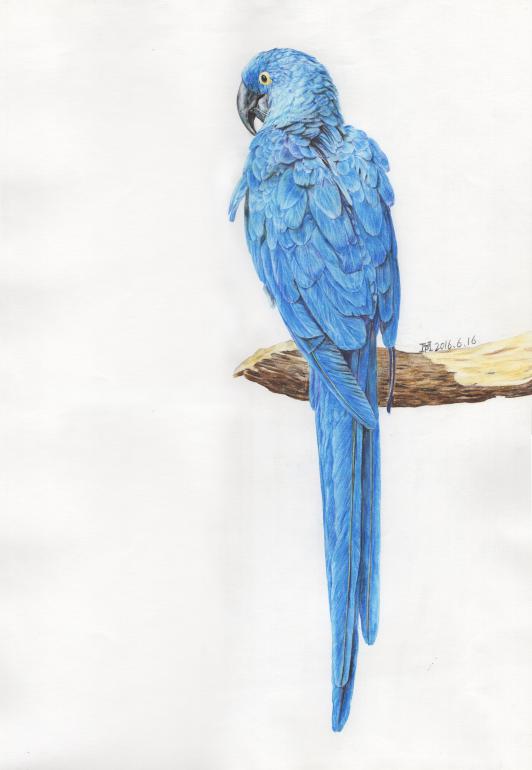 新手彩铅绘画选什么本子,彩铅画初学者适合买什么纸