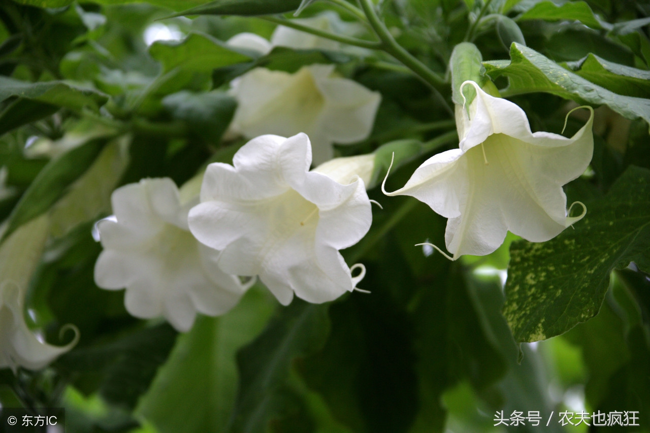 曼陀罗花怎样提取麻醉剂,农村常见植物曼陀罗