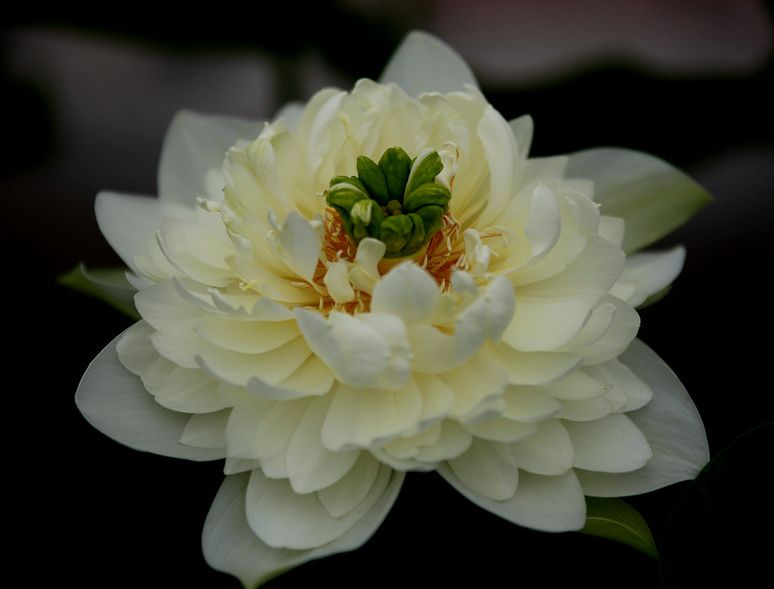 荷花淀最大的特色,荷花淀都有哪些美