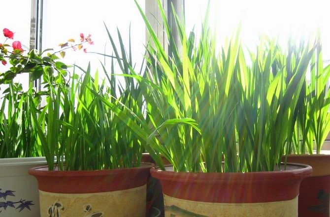 这种花千万别养,适合懒人养的四季花香雪兰