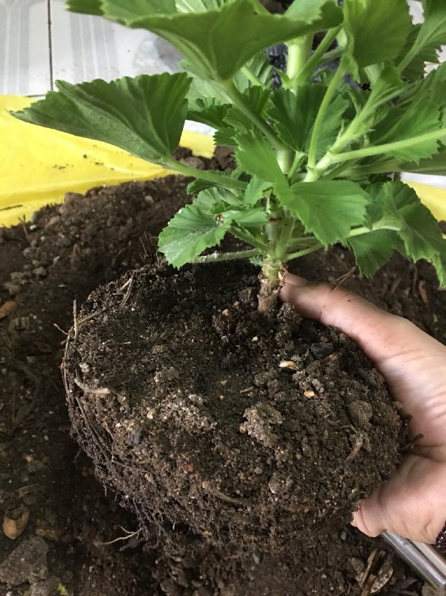 扦插蝴蝶梅要套袋吗,扦插蝴蝶梅叶片喷水可以吗