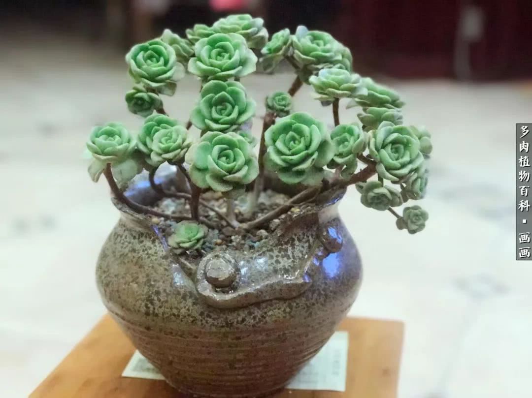 鍒氬ソ閬囪浣犵編濂虫埛澶栫増,鍒氬ソ閬囪澶氳倝