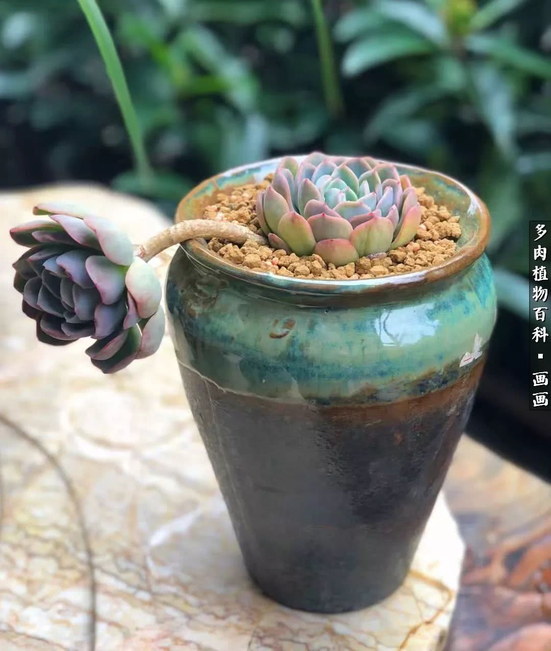 鍒氬ソ閬囪浣犵編濂虫埛澶栫増,鍒氬ソ閬囪澶氳倝