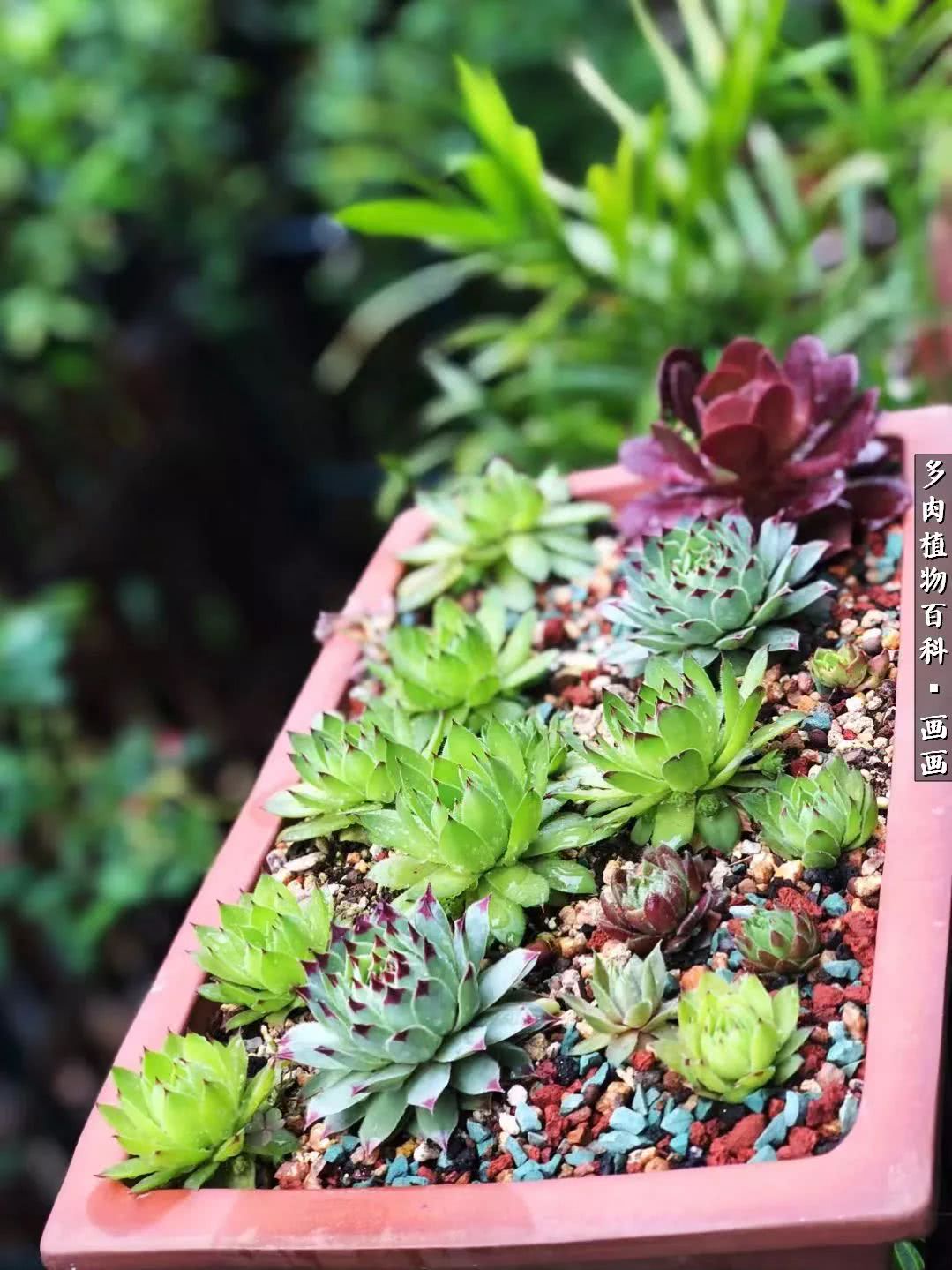 鍒氬ソ閬囪浣犵編濂虫埛澶栫増,鍒氬ソ閬囪澶氳倝