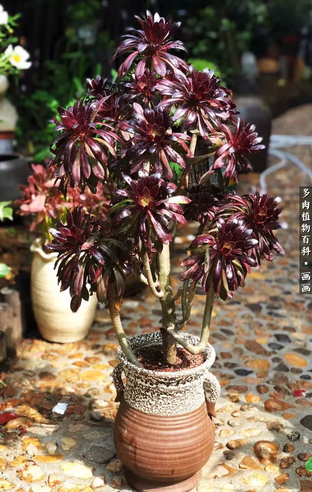 鍒氬ソ閬囪浣犵編濂虫埛澶栫増,鍒氬ソ閬囪澶氳倝