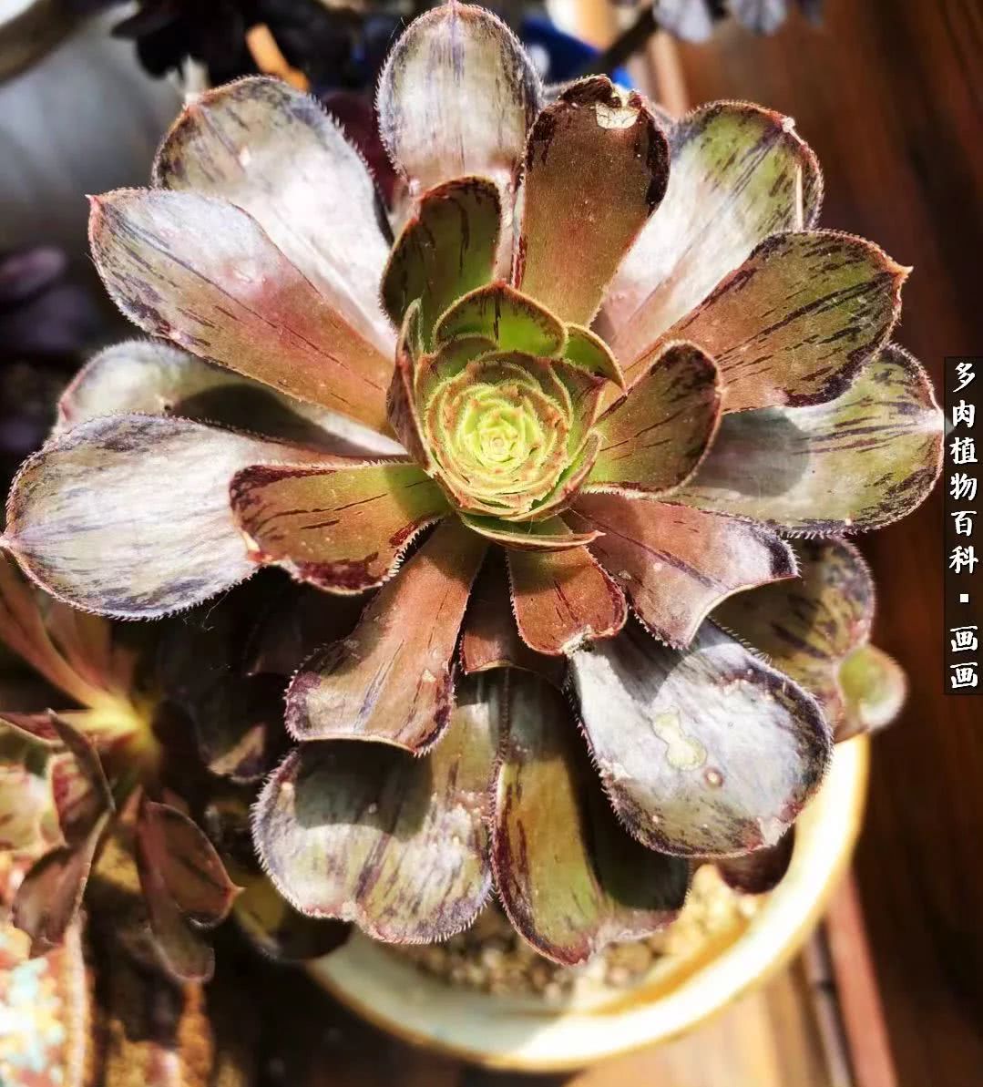 鍒氬ソ閬囪浣犵編濂虫埛澶栫増,鍒氬ソ閬囪澶氳倝