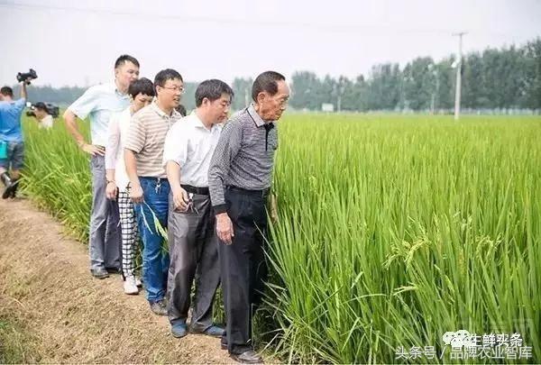 袁隆平捐200吨大米相当于多少钱,袁隆平的大米的推广