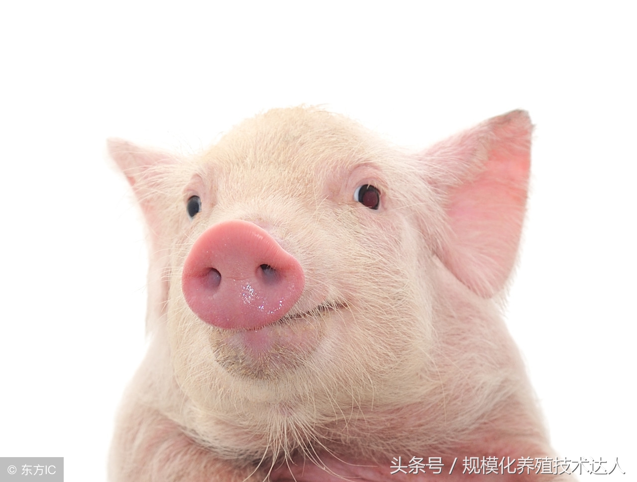 如何给猪补充微量元素？严重的还有可能导致仔猪死亡！