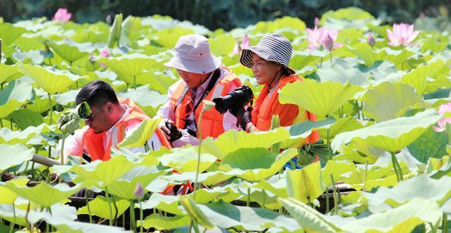 微山湖湿地荷花全景图,微山湖坐船赏荷花