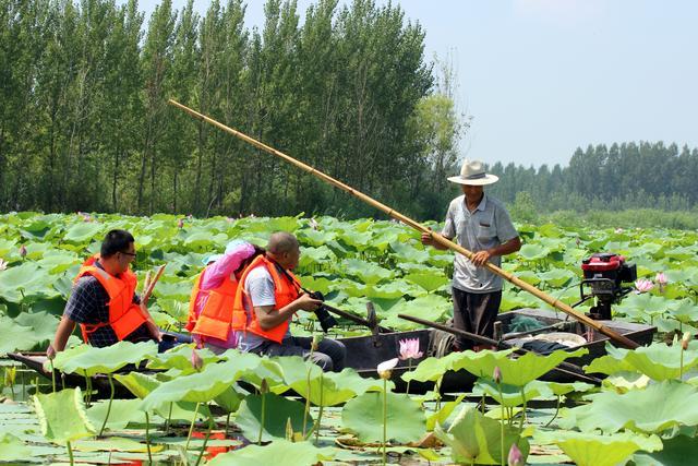 微山湖湿地荷花全景图,微山湖坐船赏荷花