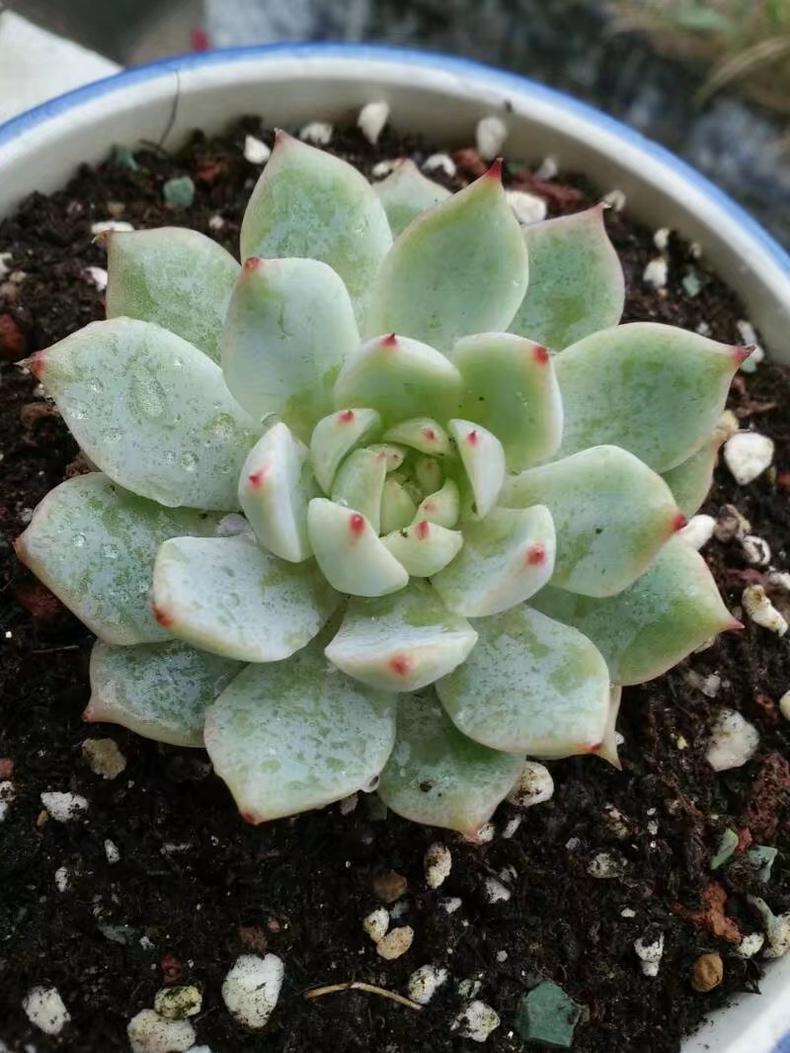 多肉紫乐越养越干巴怎么回事,多肉收到后干巴了怎么办